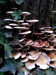 Cyclocybe