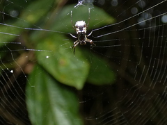 Micrathena picta