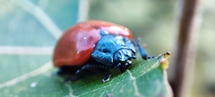 Chrysomela populi