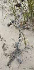 Cirsium pitcheri