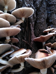 Cyclocybe