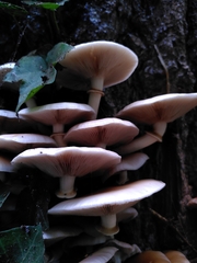 Cyclocybe