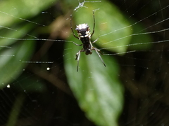Micrathena picta