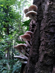 Cyclocybe