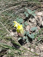 Scutellaria orientalis