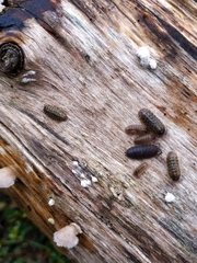 Armadillidium versicolor