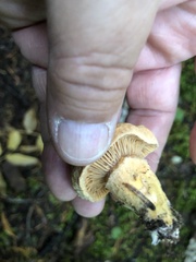 Chroogomphus tomentosus