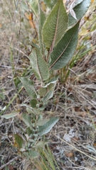 Salix cordata