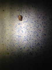 Melolonthinae