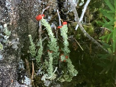 Cladonia bellidiflora