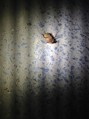 Melolonthinae