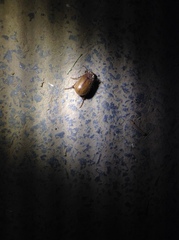 Melolonthinae