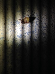 Melolonthinae