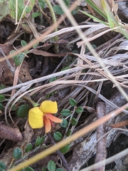 Bossiaea prostrata