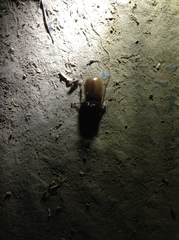 Melolonthinae
