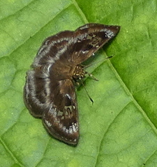 Quadrus cerialis