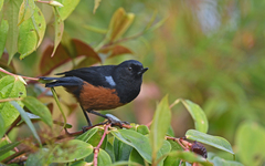 Diglossa gloriosissima