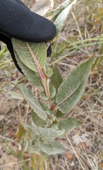 Salix cordata