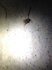Melolonthinae