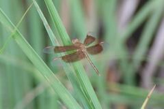 Neurothemis stigmatizans