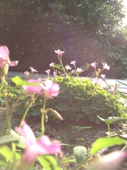 Oxalis articulata
