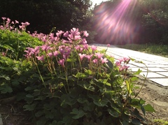 Oxalis articulata