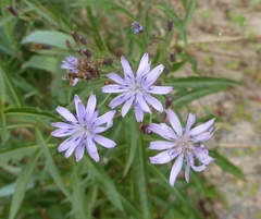 Lactuca sibirica