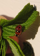 Adalia bipunctata
