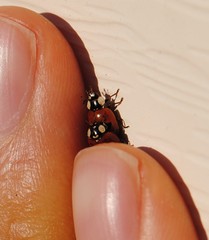 Adalia bipunctata