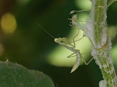 Miomantis paykullii