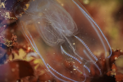 Bolinopsis microptera