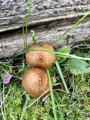 Galerina paludosa
