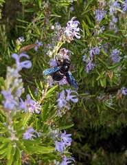 Xylocopa valga