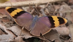 Euphaedra neophron