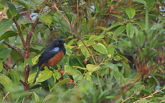 Diglossa gloriosissima