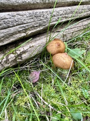 Galerina paludosa
