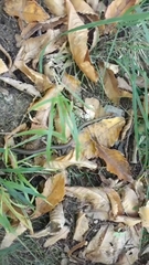 Zamenis longissimus