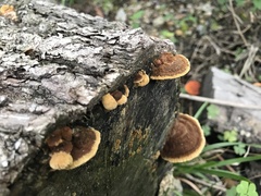 Fuscoporia