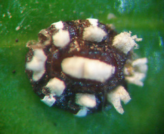 Ceroplastes sinensis