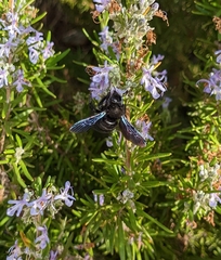Xylocopa valga
