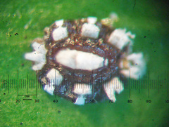 Ceroplastes sinensis