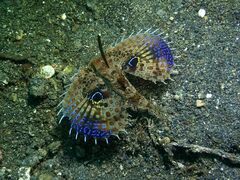 Dactyloptena orientalis