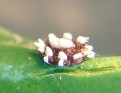 Ceroplastes sinensis