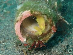 Lubricogobius exiguus