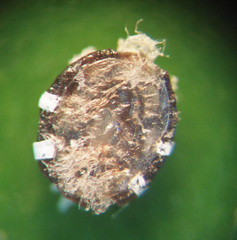 Ceroplastes sinensis