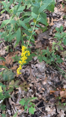 Solidago ulmifolia