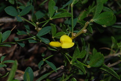 Cytisus emeriflorus
