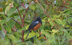 Diglossa gloriosissima