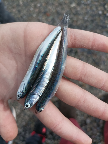 Anchovy (Engraulis encrasicolus) — Engraulidae
