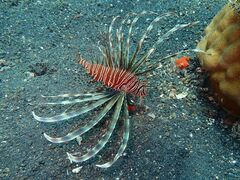 Pterois volitans